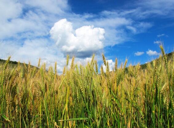 智能化農(nóng)業(yè)環(huán)境監(jiān)測(cè)儀多方式通訊保障 智能化農(nóng)業(yè)環(huán)境監(jiān)測(cè)儀多方式通訊保障