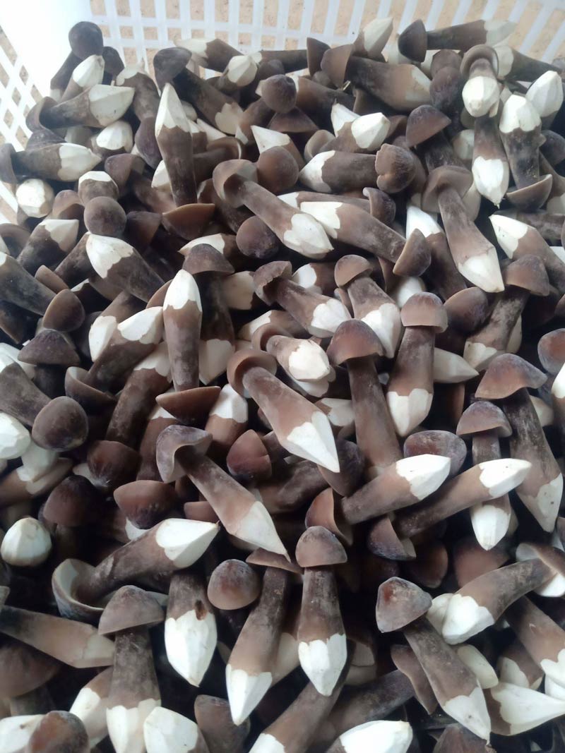 手持式小型氣象儀在黑皮雞樅種植中發揮的作用 手持式小型氣象儀在黑皮雞樅種植中發揮的作用